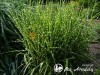 Miskantas kininis ,Zebrinus' (lot.  Miscanthus sinensis)